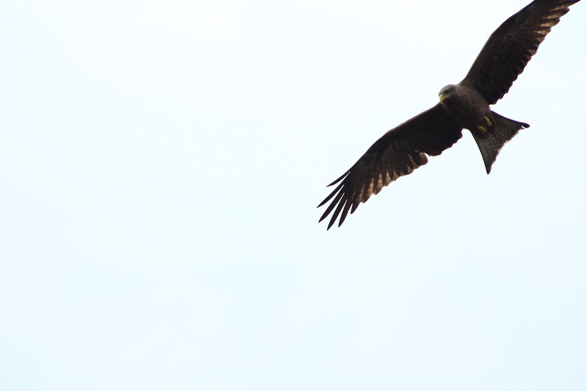 Black Kite (Yellow-billed) - ML640804749