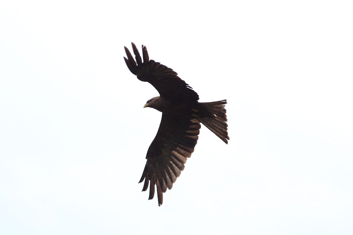 Black Kite (Yellow-billed) - ML640804750