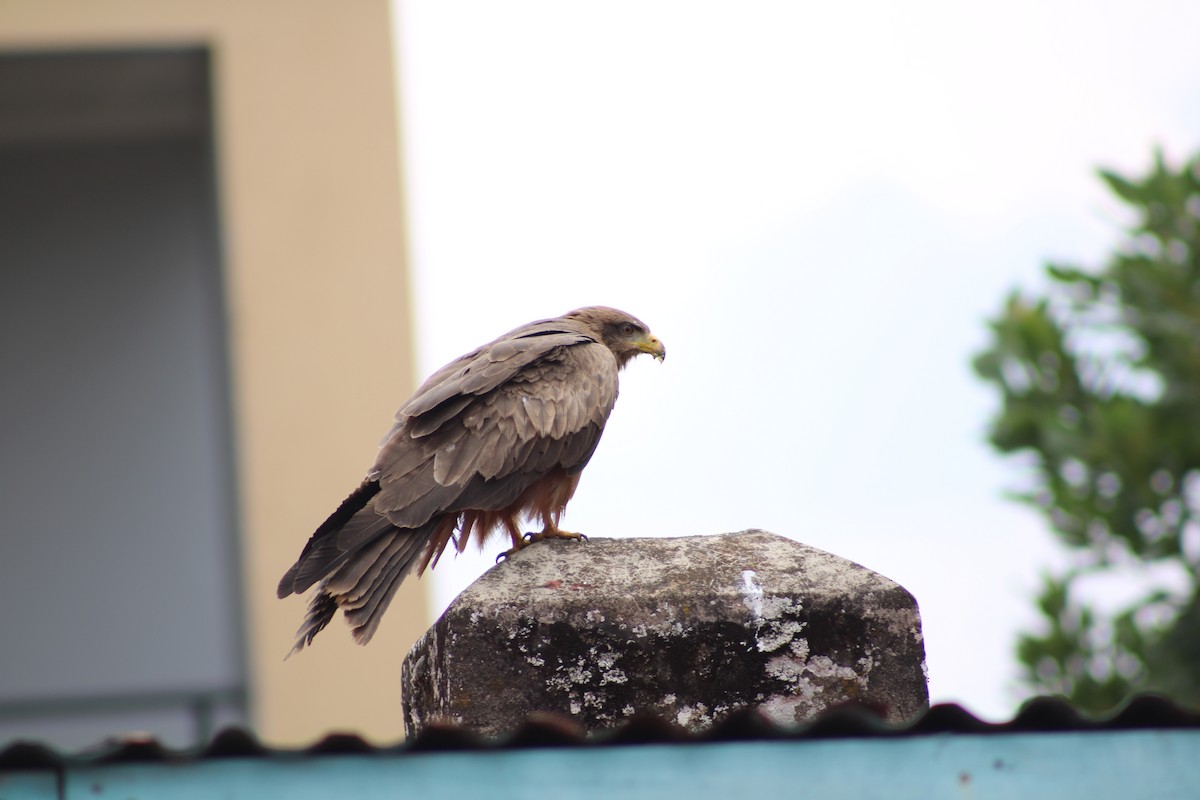 Black Kite (Yellow-billed) - ML640804751