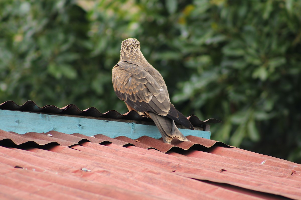 Black Kite (Yellow-billed) - ML640804752
