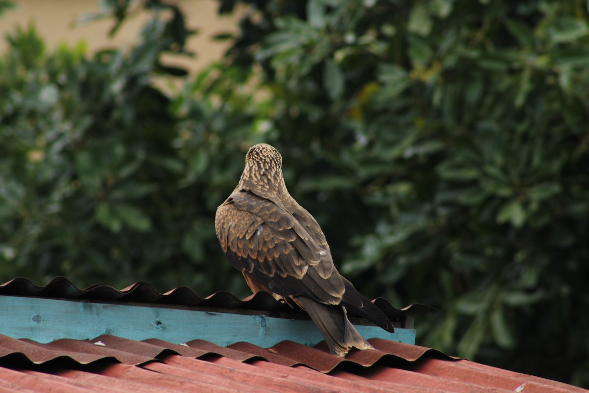 Black Kite (Yellow-billed) - ML640804753