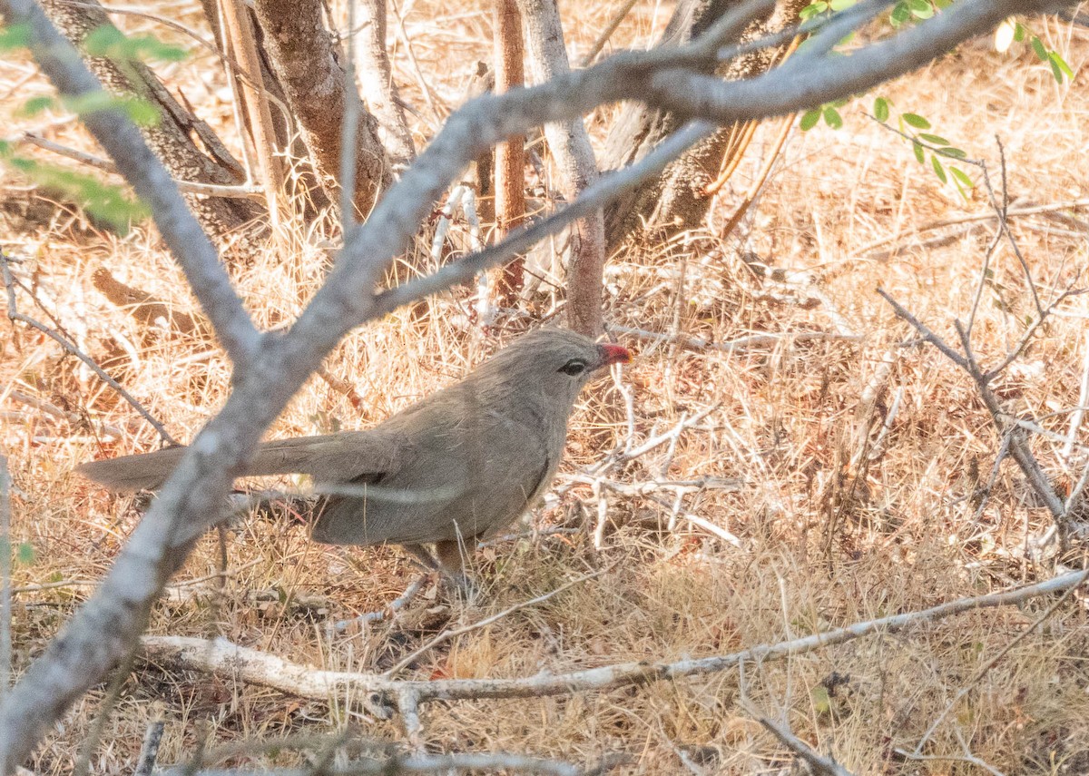 Sirkeer Malkoha - ML640804754