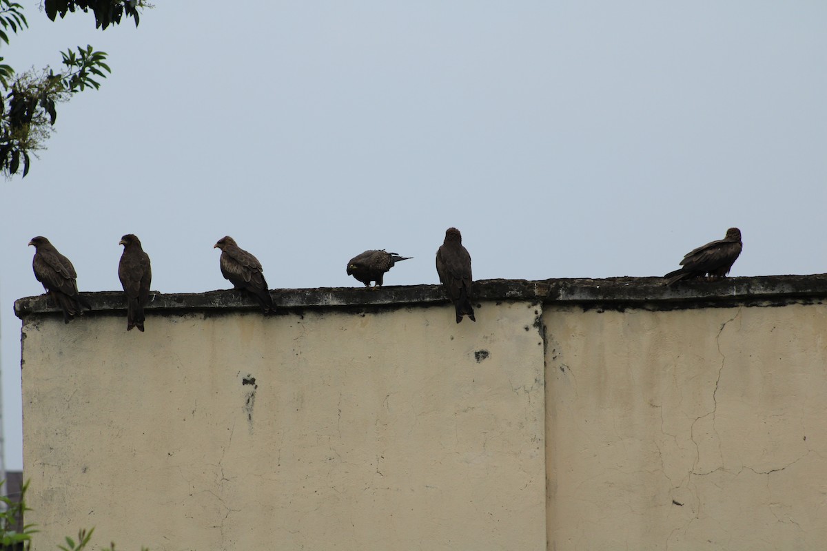 Black Kite (Yellow-billed) - ML640804755