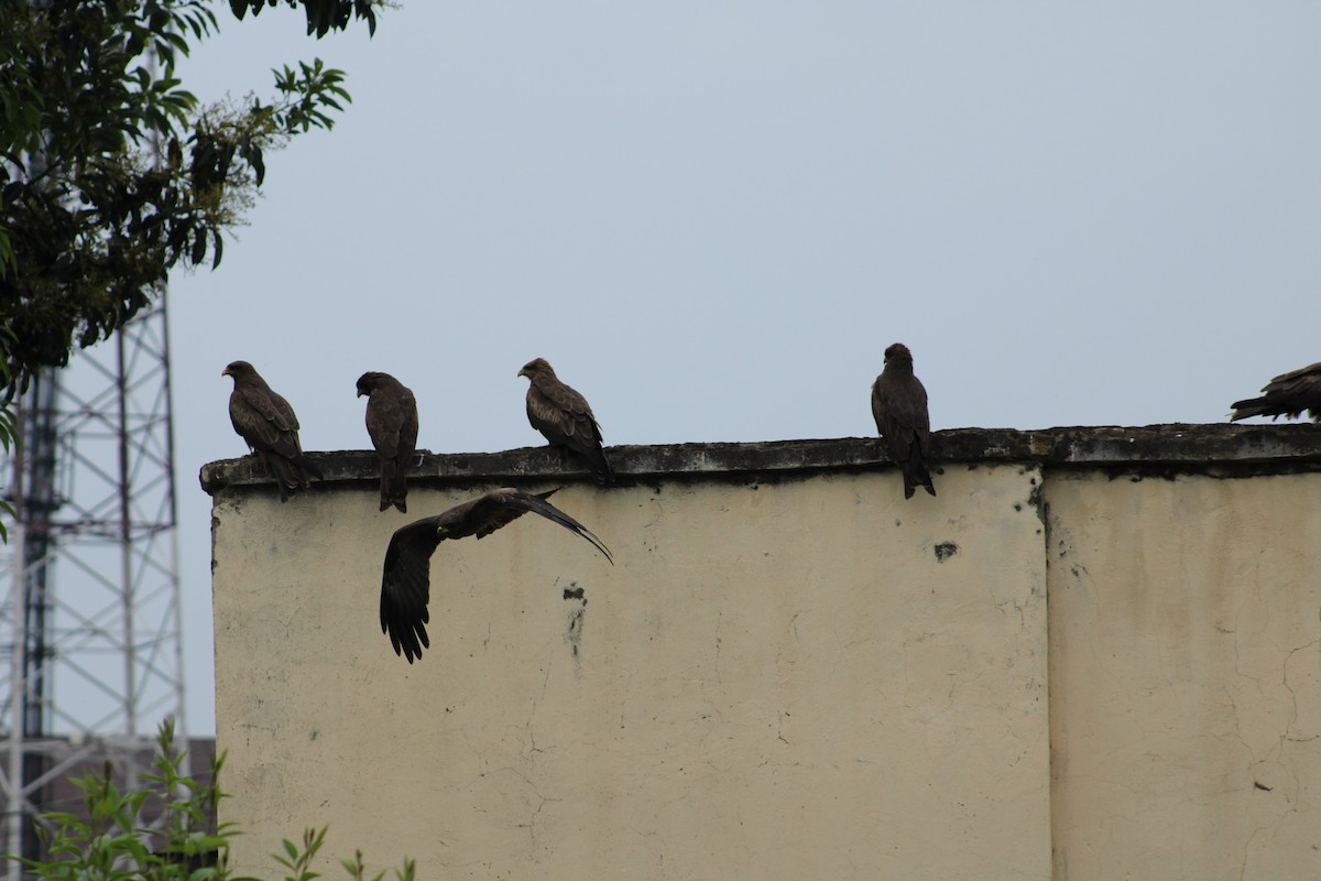Black Kite (Yellow-billed) - ML640804756