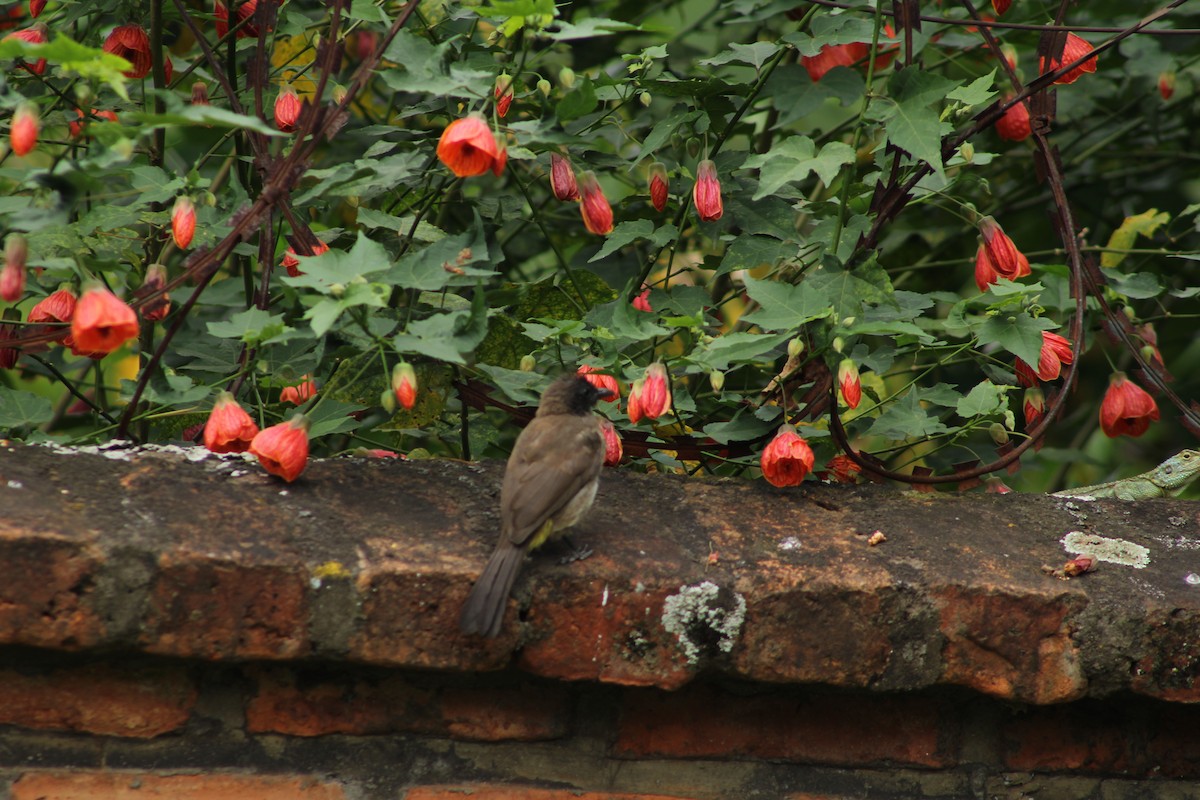 Common Bulbul (Dark-capped) - ML640804782