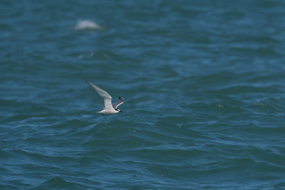 Aleutian Tern - ML640804866