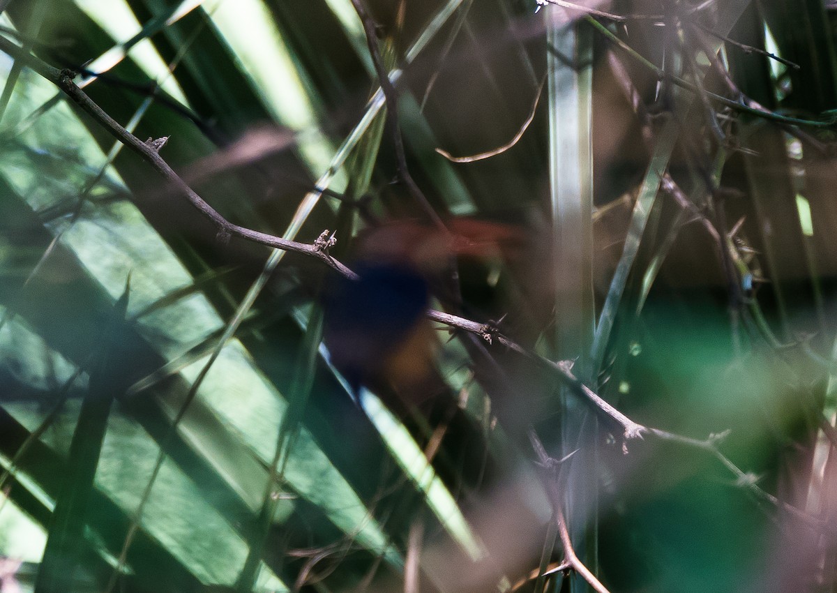 African Pygmy Kingfisher - ML640804987