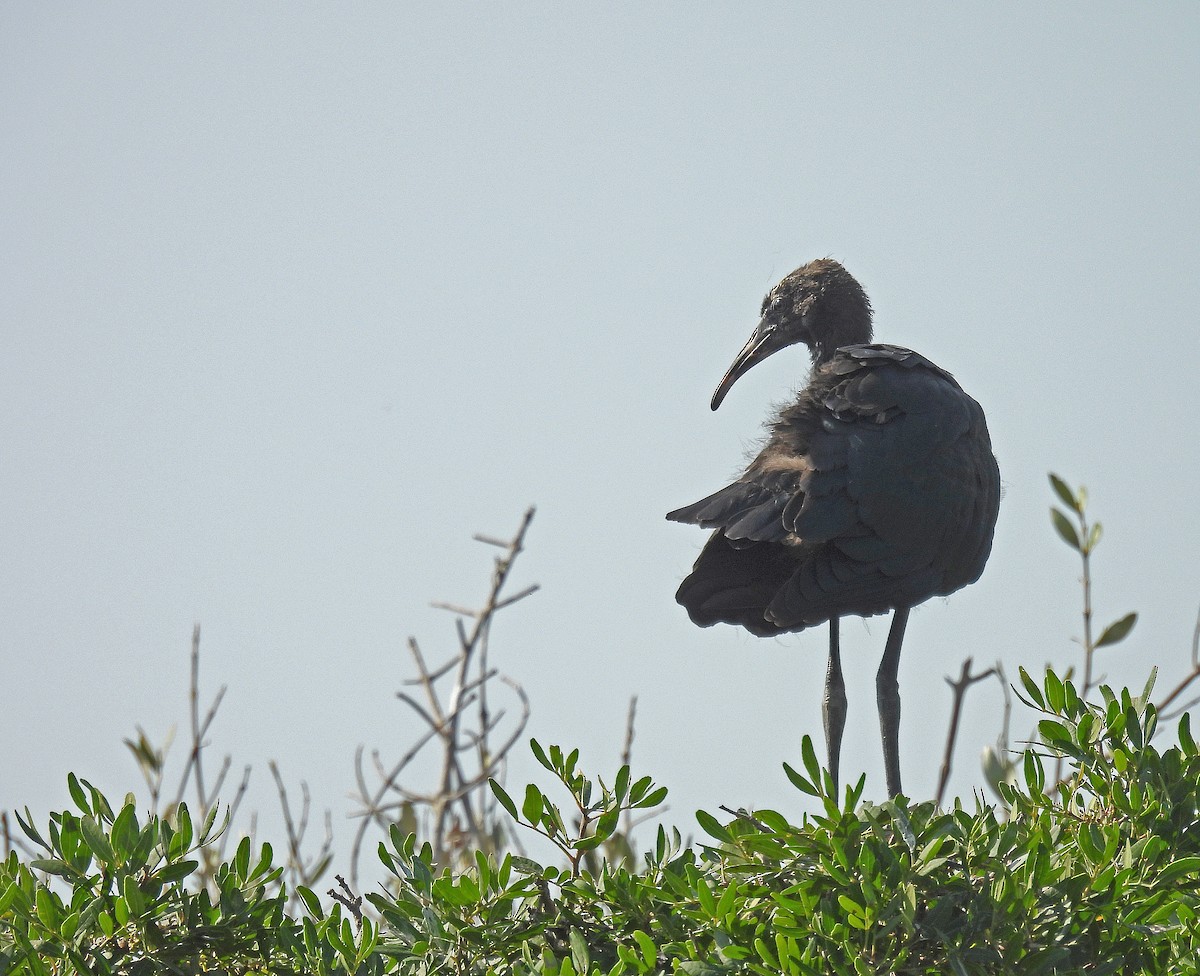 Glossy Ibis - ML640805037