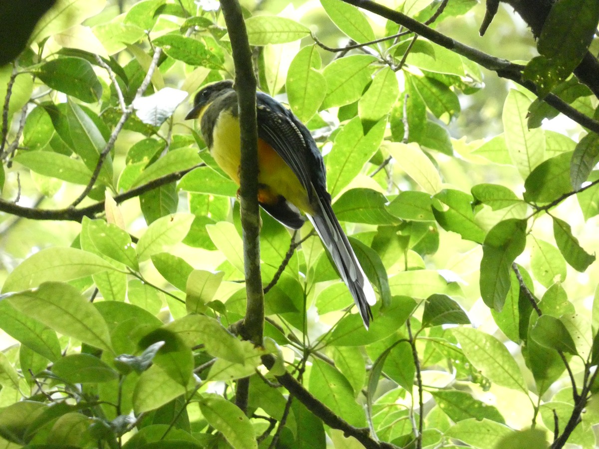 Javan Trogon - ML640805038
