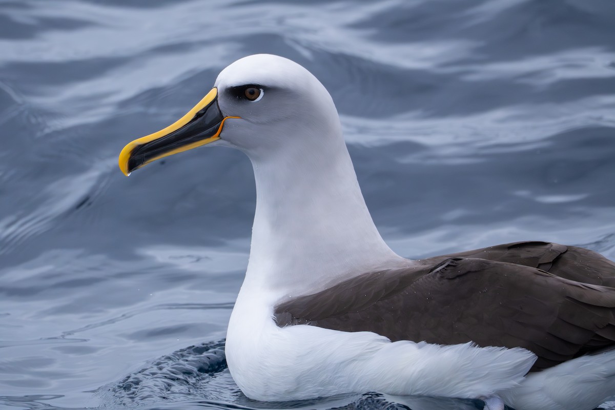 Buller Albatrosu - ML640805042