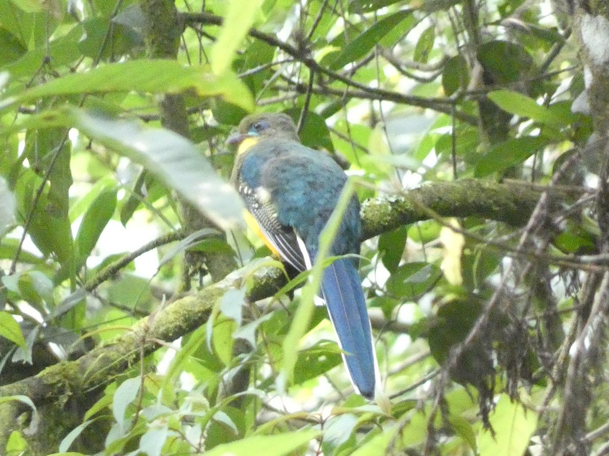 Javan Trogon - ML640805043