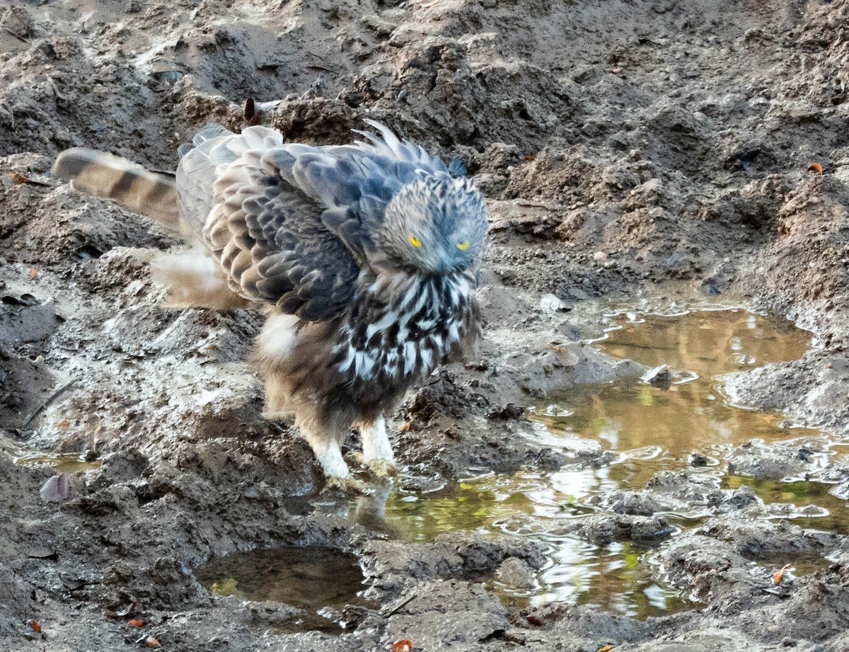 Changeable Hawk-Eagle (Crested) - ML640805045