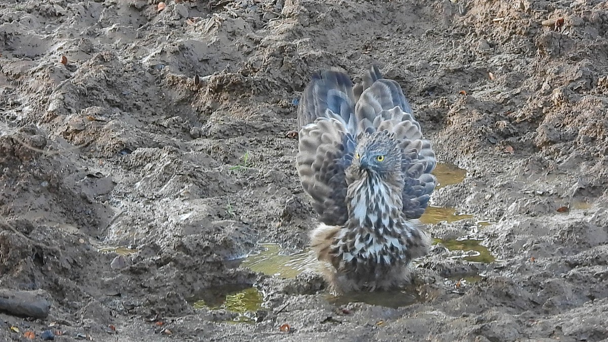 Changeable Hawk-Eagle (Crested) - ML640805046