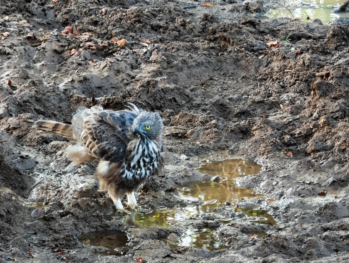 Changeable Hawk-Eagle (Crested) - ML640805047