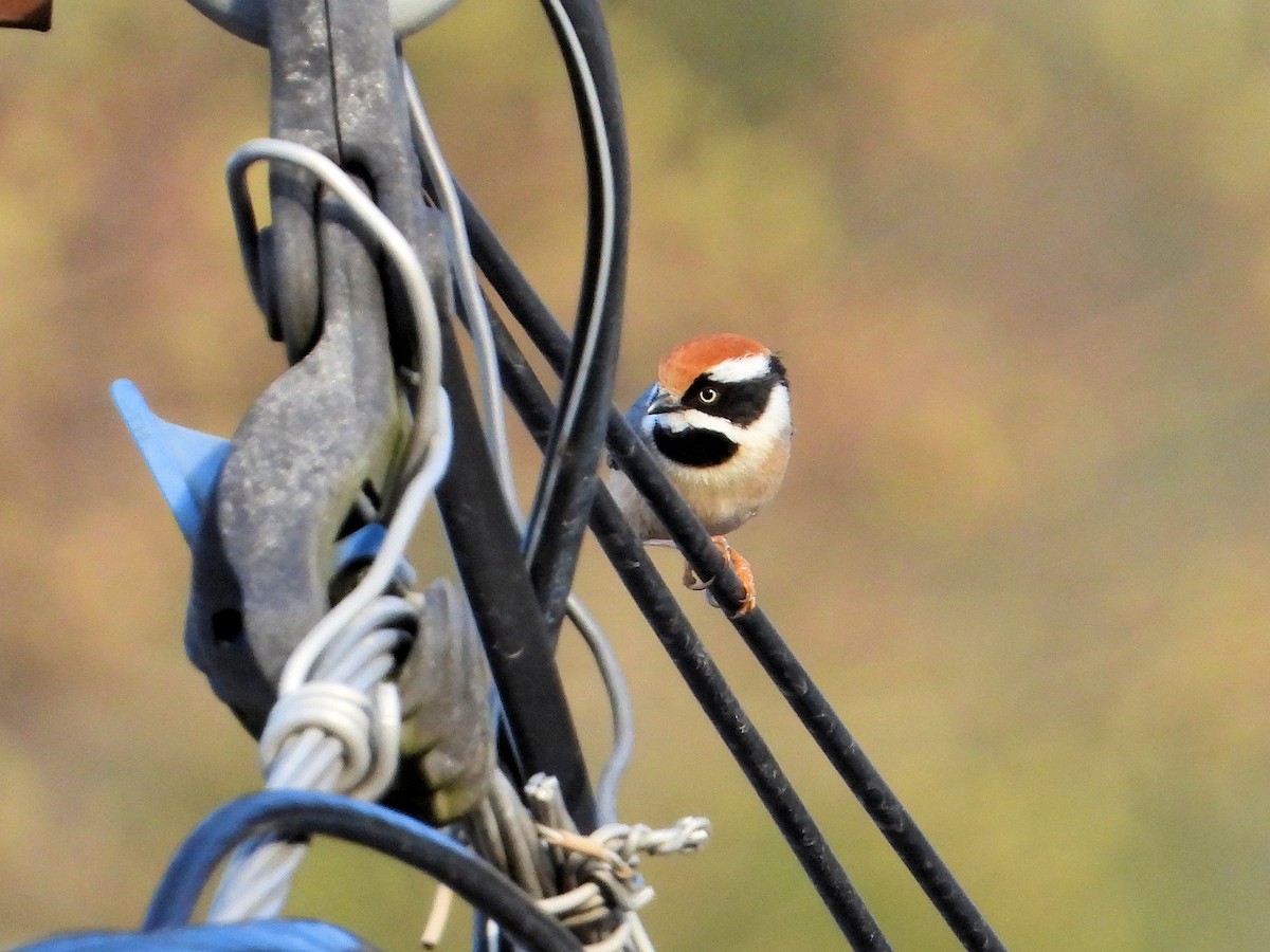 Black-throated Tit - ML640805054