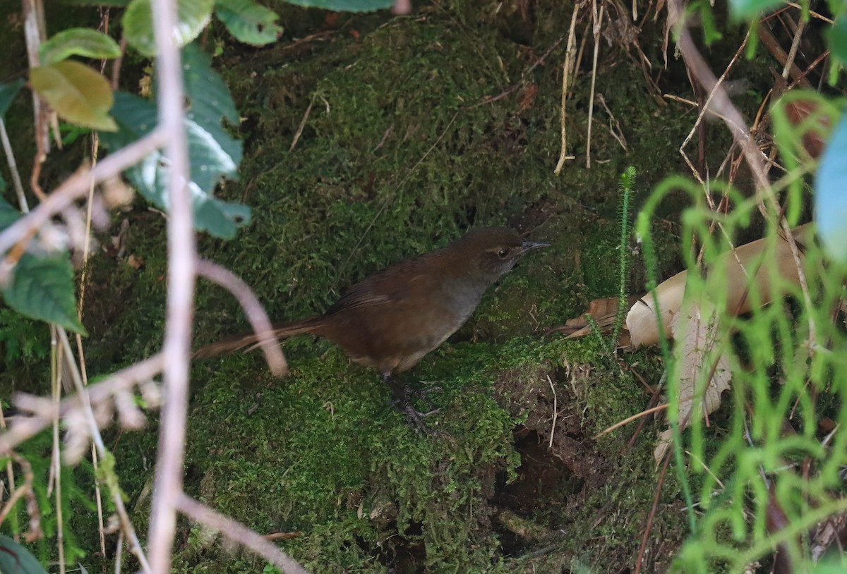 Long-tailed Bush Warbler - ML640805060