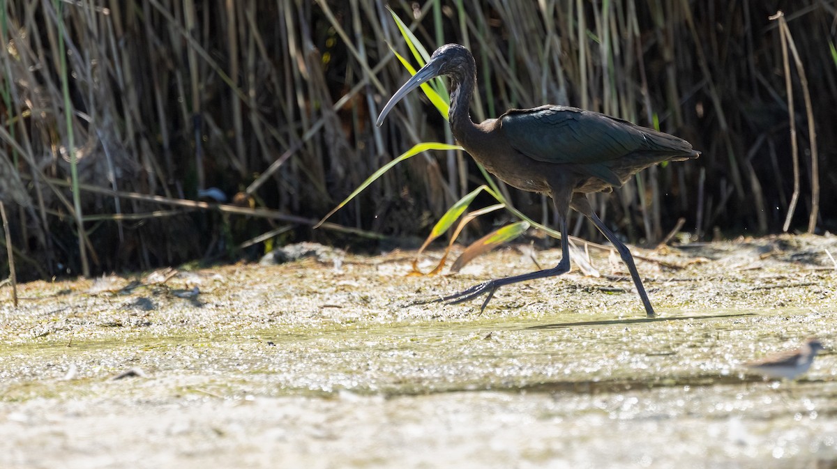 Glossy Ibis - ML640805063