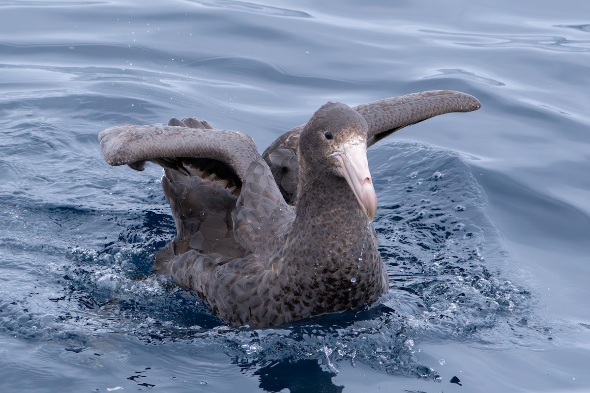 Northern Giant-Petrel - ML640805096