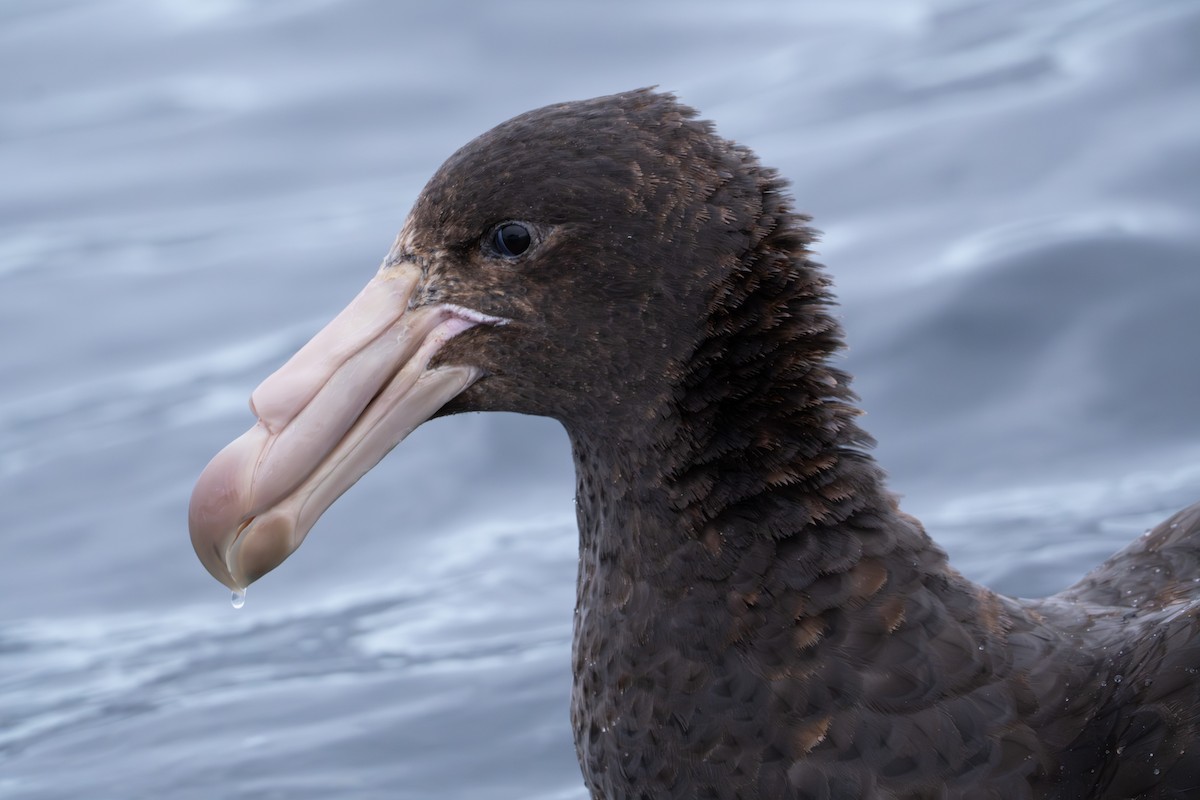 Northern Giant-Petrel - ML640805097