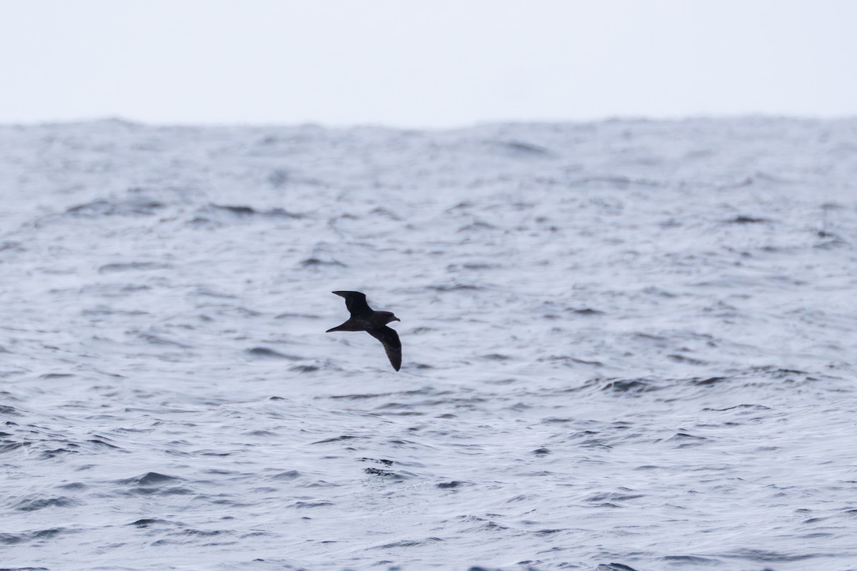 Great-winged Petrel - ML640805111