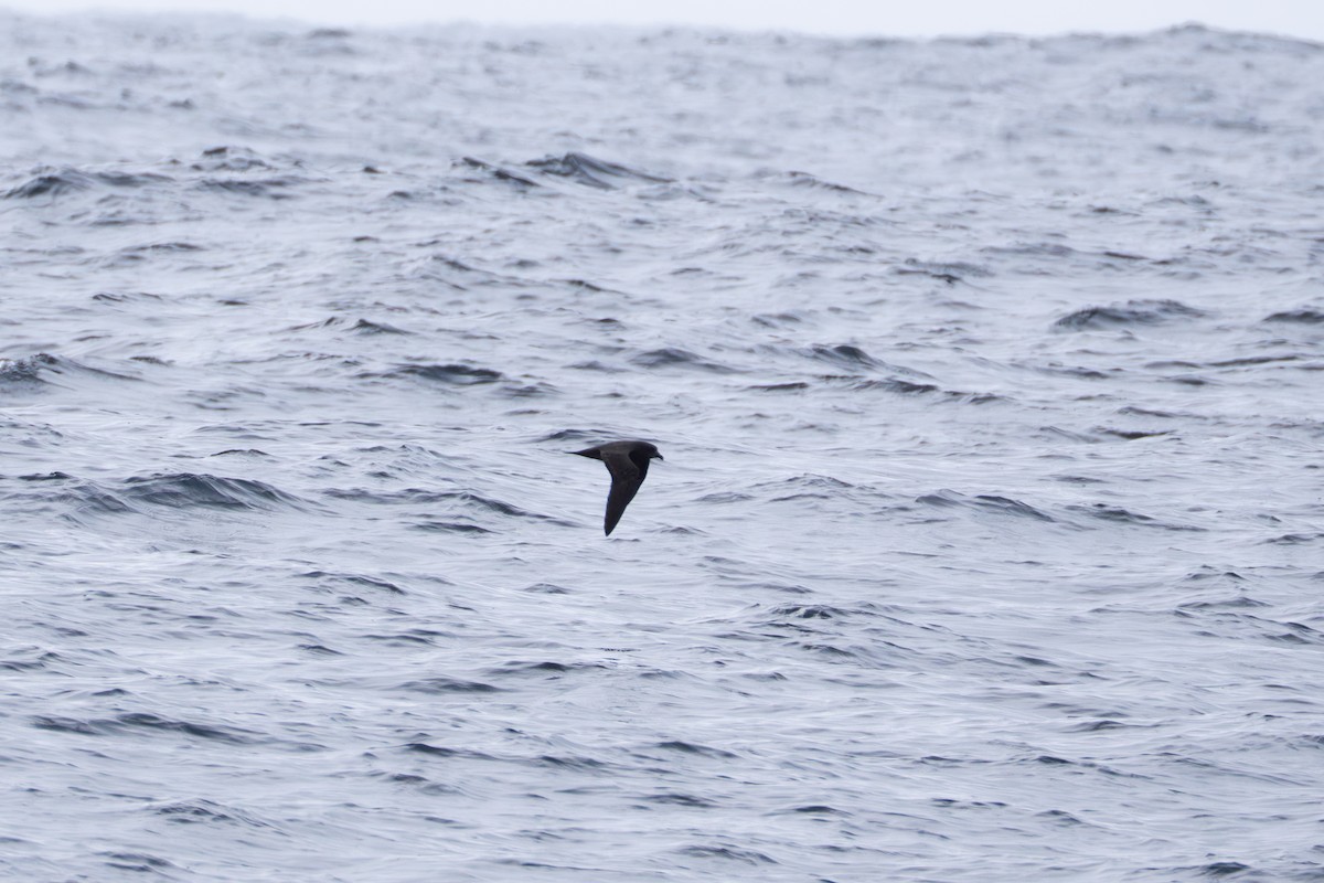 Great-winged Petrel - ML640805112