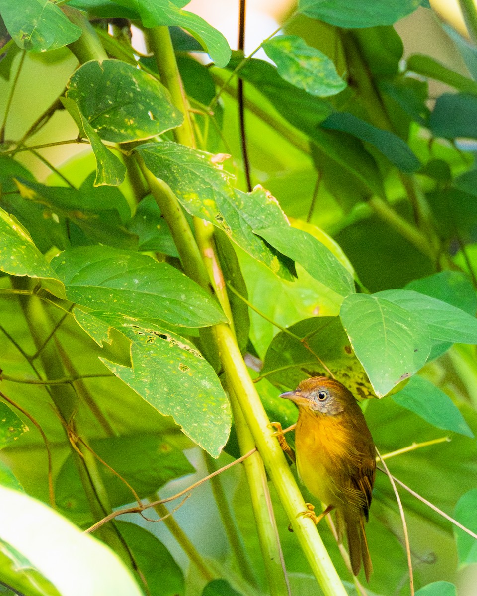 Gray-cheeked Tit-Babbler - ML640805135