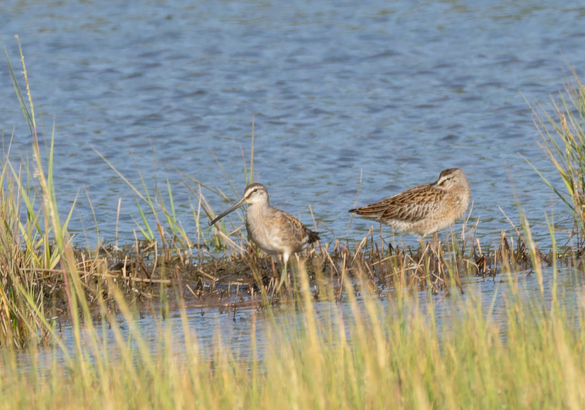 slukovec krátkozobý - ML640805147
