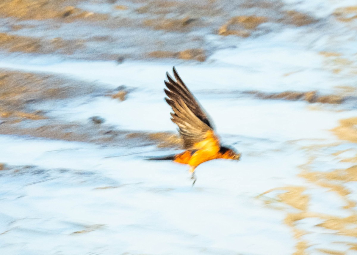 Sri Lanka Swallow - ML640805190