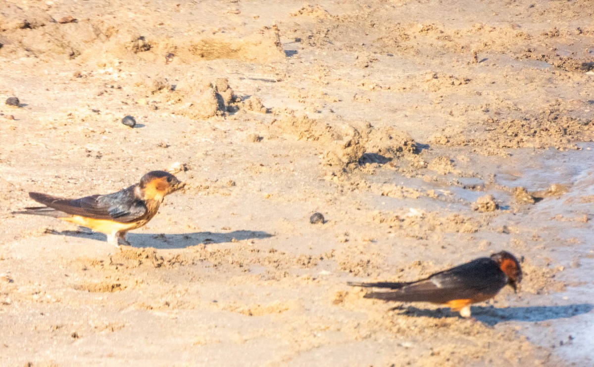 Sri Lanka Swallow - ML640805191