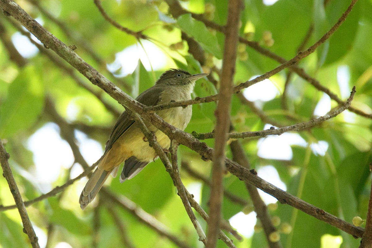 Bulbul Verdoso - ML64080521