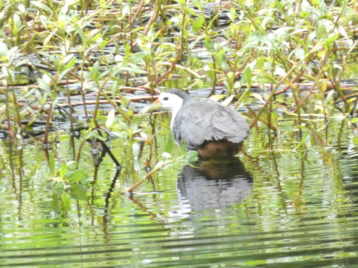 White-breasted Waterhen - ML640805248