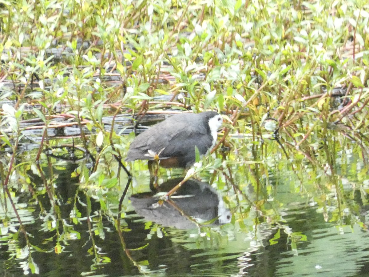 White-breasted Waterhen - ML640805249