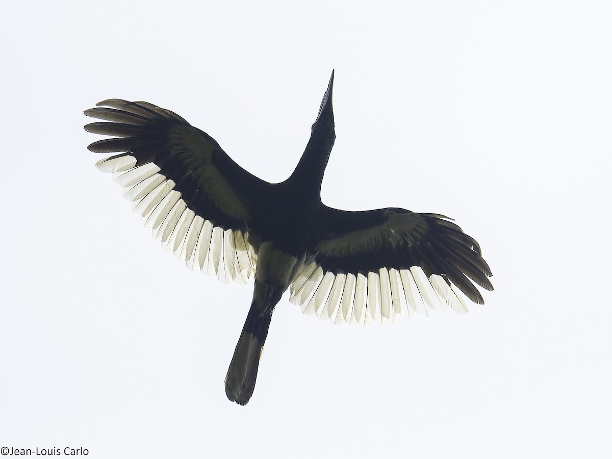 Black-and-white-casqued Hornbill - ML640805386