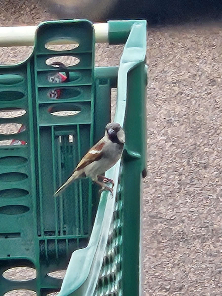 Оронгийн бор шувуу - ML640805389