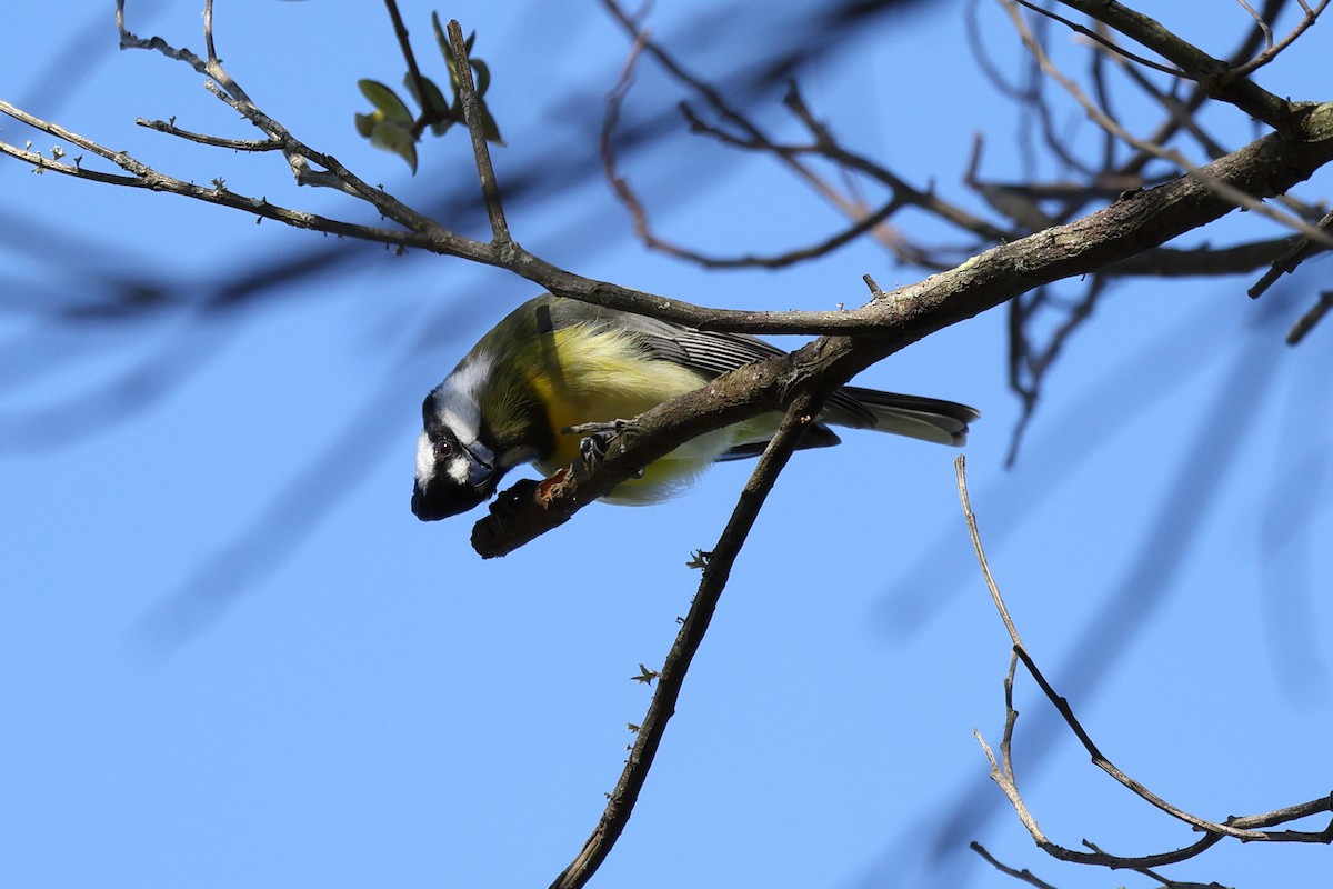 Eastern Shrike-tit - ML640805477