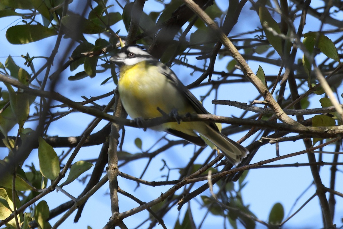 Eastern Shrike-tit - ML640805479