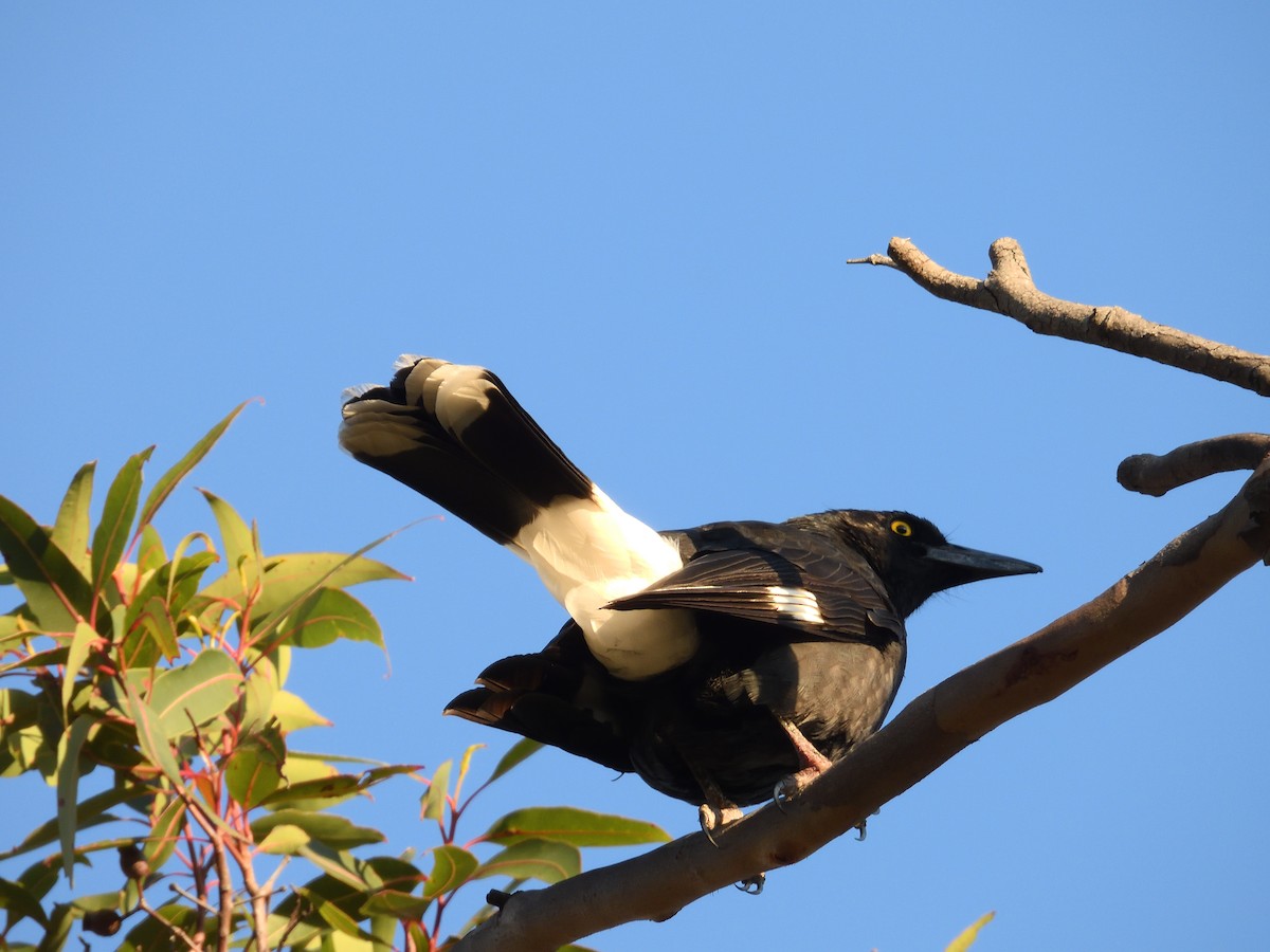 フエガラス - ML640805502