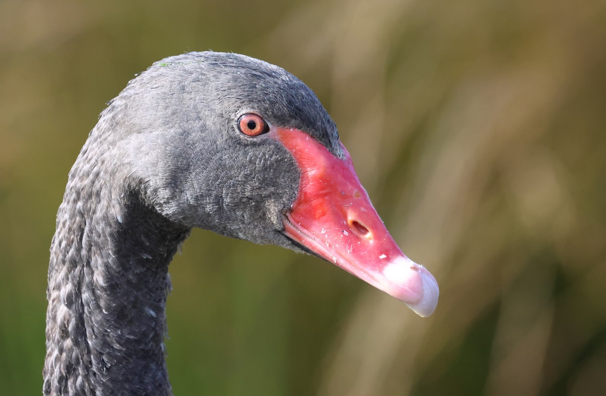 黑天鵝 - ML640805545