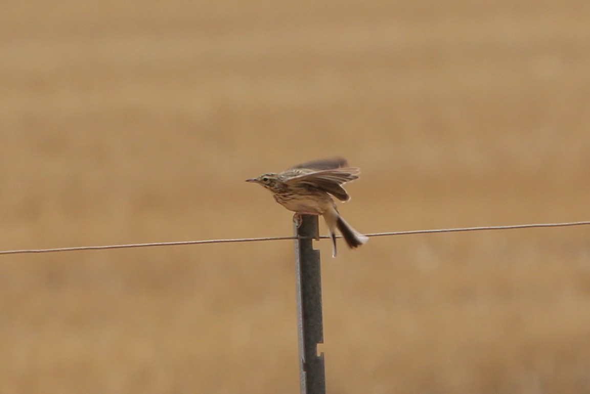 Australian Pipit - ML640805557