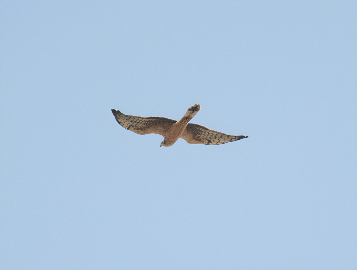 Montagu's Harrier - ML640805564
