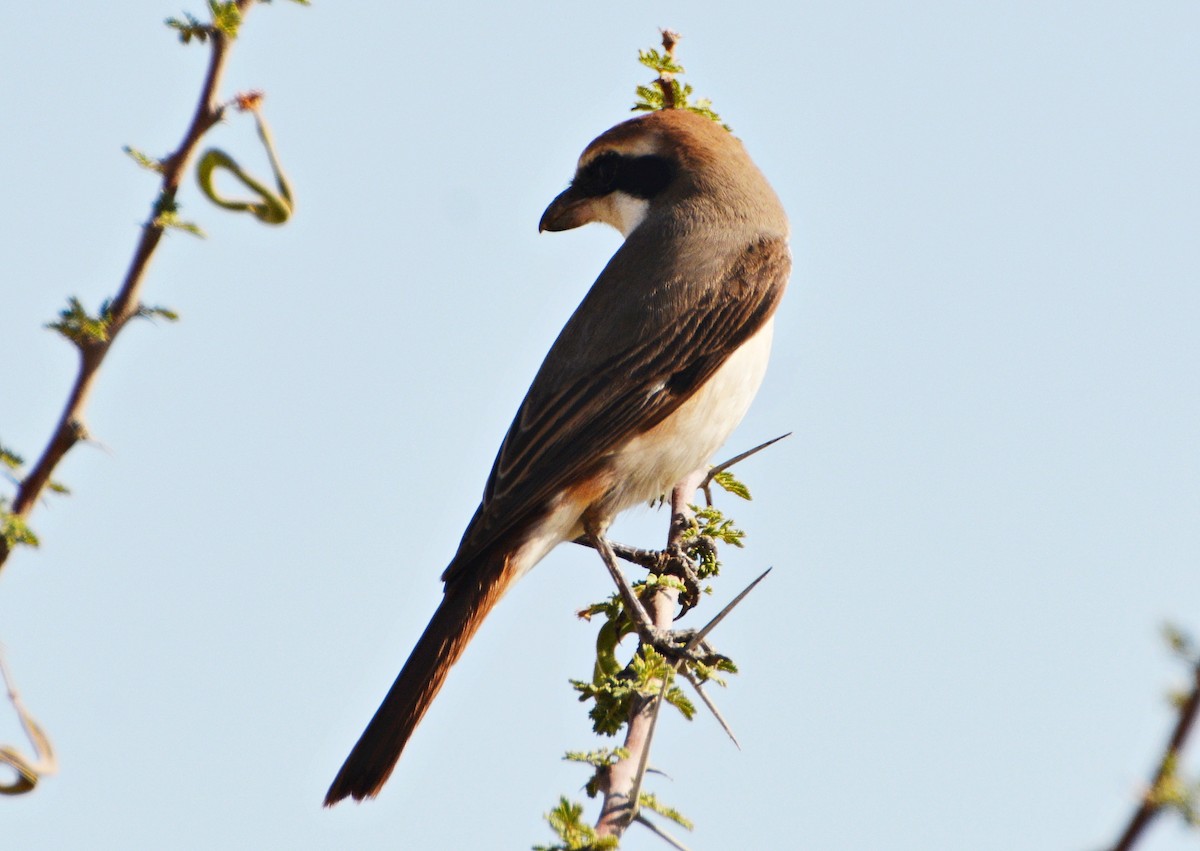 Red-tailed Shrike - ML640805570