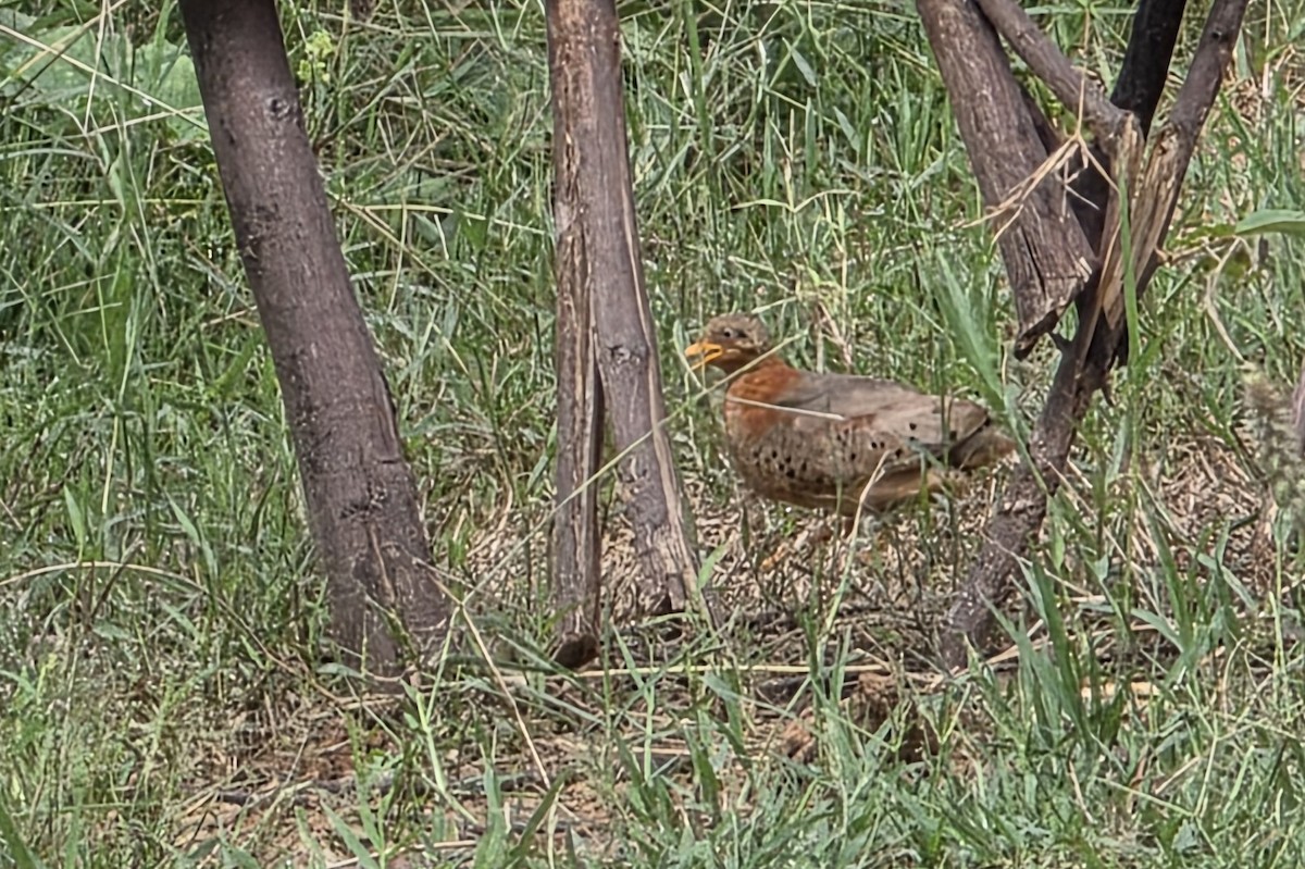 Yellow-legged Buttonquail - ML640805573