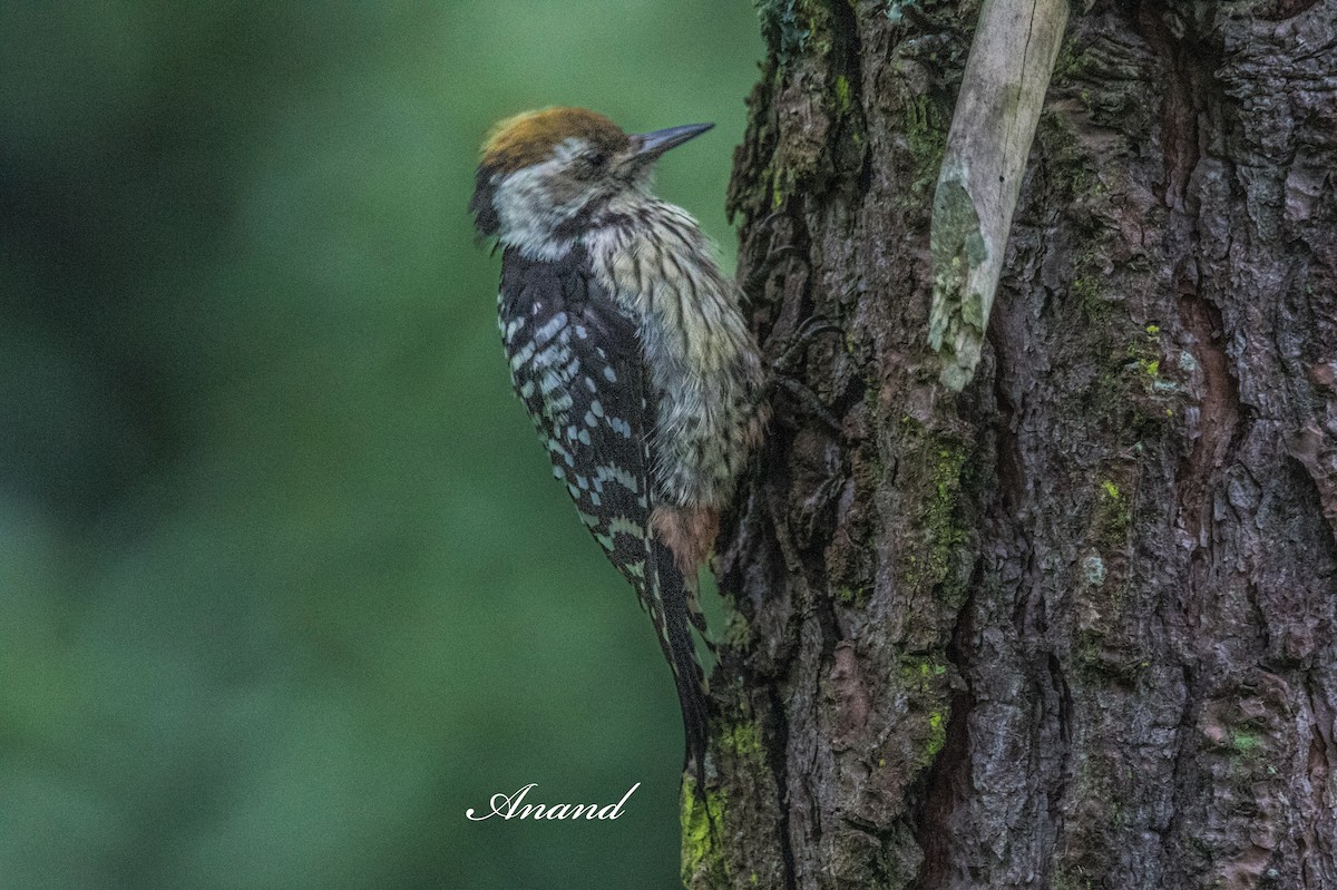 Brown-fronted Woodpecker - ML640805593