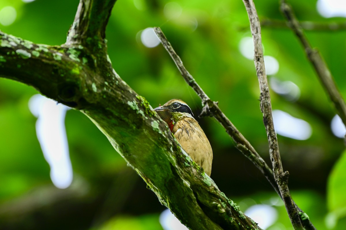 Indian Pitta - ML640805601