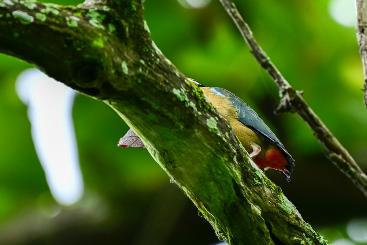 Indian Pitta - ML640805602