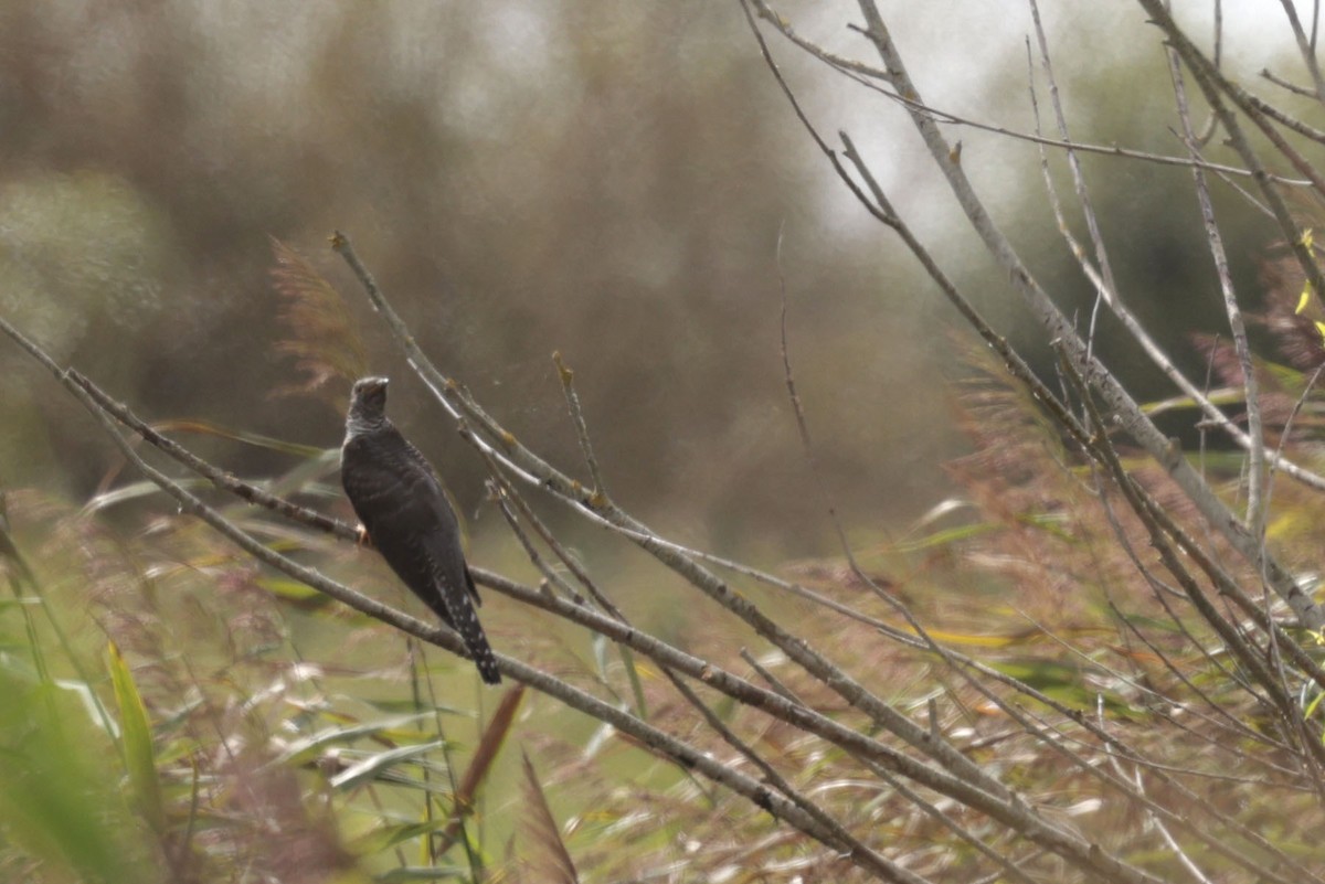 Common Cuckoo - ML640805660