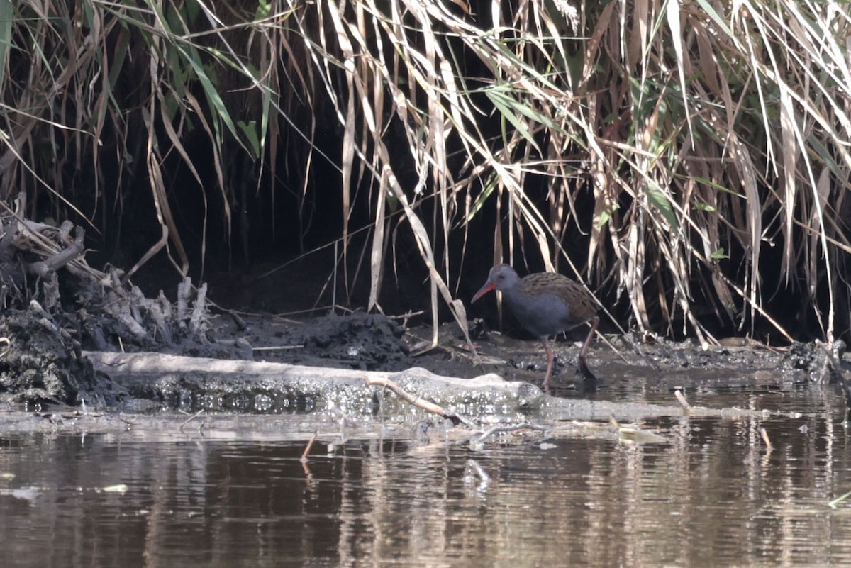 Water Rail - ML640805661