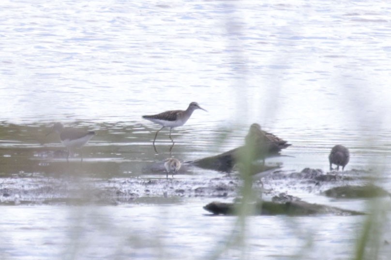 Little Stint - ML640805663