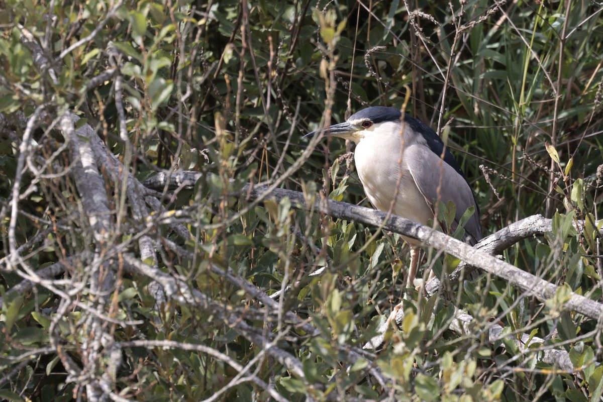 Black-crowned Night Heron (Eurasian) - ML640805665