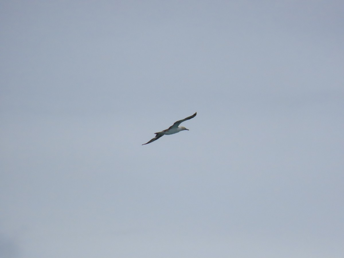 Fou austral - ML640805757